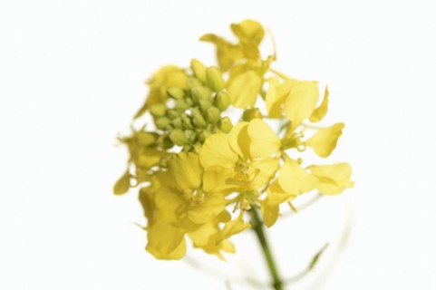 White mustard or yellow mustard (Sinapis alba, Brassica alba), flowers against a white background,