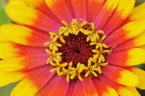 Zinnia 'Sombrero' (Zinnia elegans, Zinnia violacea), detail of flower, ornamental plant, North