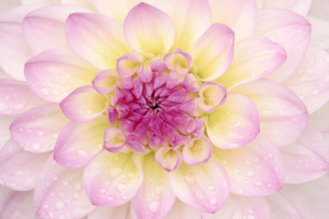 Decorative dahlia 'El Paso' (Dahlia Hybride), detail of the flower, ornamental plant, North