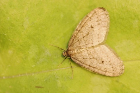 Winter moth (Operophtera brumata), male, North Rhine-Westphalia, Germany, Europe
