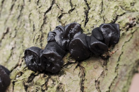 Warty glandular or warty black glandular (Exidia nigricans, Exidia plana), North Rhine-Westphalia,