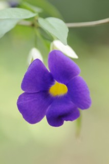 Bush clockvine (Thunbergia erecta), flower, native to Africa, ornamental plant, North