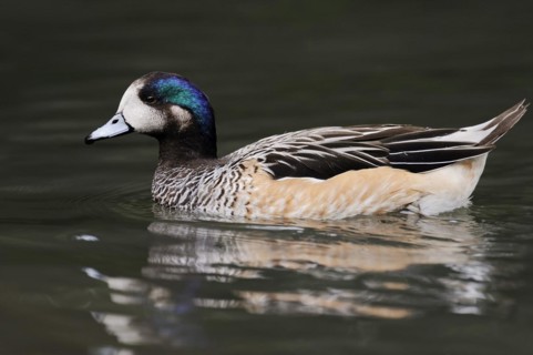 Chilean wigeon or Chilean wigeon (Anas sibilatrix, Mareca sibilatrix), captive, occurring in South