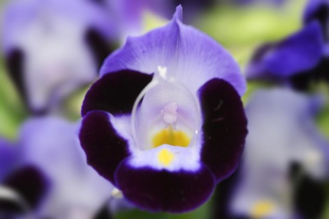 Bluewings (Torenia fournieri), flower, native to Vietnam, ornamental plant, North Rhine-Westphalia,