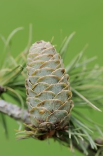 European larch (Larix decidua), cones, North Rhine-Westphalia, Germany, Europe