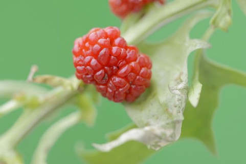 Strawberry spinach (Chenopodium foliosum, Blitum virgatum), fruit, vegetable and ornamental plant,