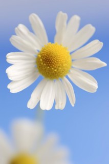 Chamomile (Matricaria recutita, Matricaria chamomilla), flower, medicinal plant, North
