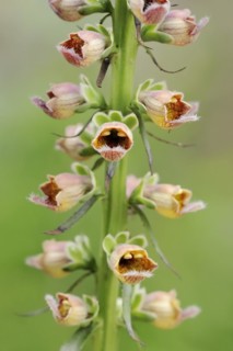 Rusty foxglove (Digitalis ferruginea), flowers, ornamental plant, North Rhine-Westphalia, Germany,
