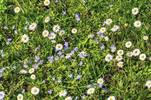 Meadow with slender speedwell (Veronica filiformis) and daisies (Bellis perennis), Allgaeu, Swabia,