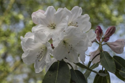 Rhododendron blossom (Rhododendron, hybrid Soulkew), Emsland, Lower Saxony, Germany, Europe