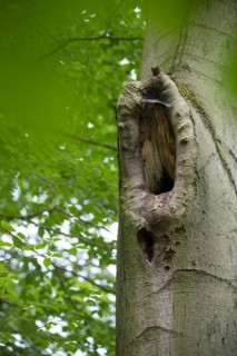 Deadwood structure branch breakage in deciduous forest, close-up of cavity formation after branch