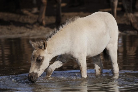 Duelmen wild horse, foal in the water, Merfelder Bruch, Duelmen, North Rhine-Westphalia, Germany,