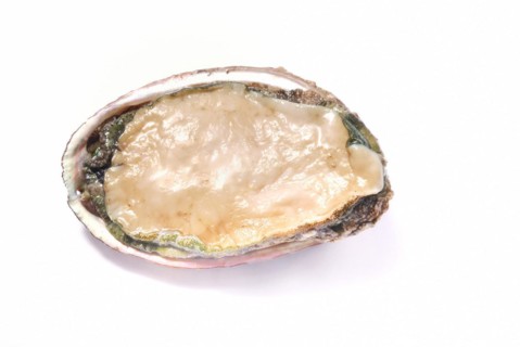 An opened fresh abalone isolated on a white background, abalone