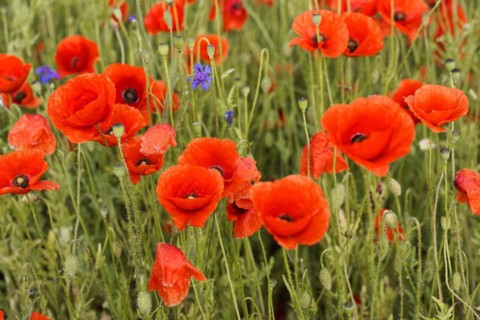 Poppy flowers (Papaver rhoeas), Baden-Wuerttemberg, A cluster of poppies emphasises the vivid red