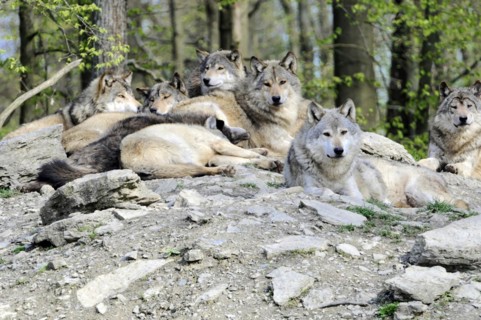 Mackenzie valley wolf (Canis lupus occidentalis), Captive, Germany, Europe, Several wolves relaxing