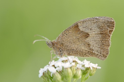 Meadow brown (Maniola jurtina) with dewdrops, North Rhine-Westphalia, Germany, Europe