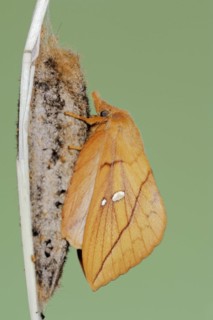 Drinker moth (Euthrix potatoria), freshly hatched butterfly on the cocoon, North Rhine-Westphalia,