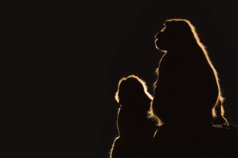 Djelada or gelada baboon (Theropithecus gelada), female in backlight, captive, occurrence in