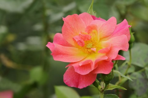 Garden rose or rose 'Rosenstadt Zweibruecken' (Rosa hybrida), flower, ornamental plant, North