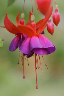 Fuchsia 'Royal Velvet' (Fuchsia hybride), flowers, ornamental plant, North Rhine-Westphalia,