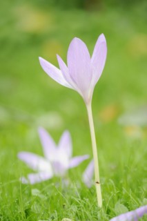 Autumn crocus or meadow saffron (Colchicum autumnale), North Rhine-Westphalia, Germany, Europe