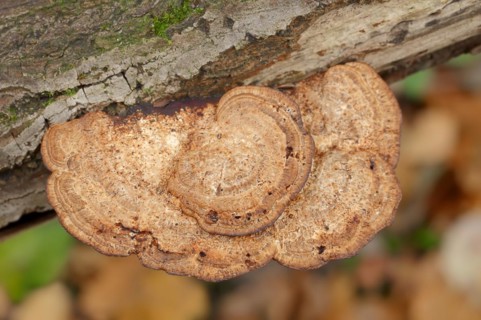 Reddening Tramete or Reddening Leaf Whorl (Daedaleopsis confragosa), North Rhine-Westphalia,