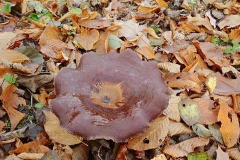 Chestnut-brown stem porling or black-red porling (Picipes badius, Polyporus badius), autumn, North