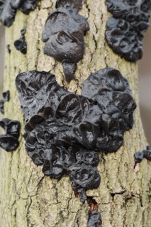 Warty glandular or warty black glandular (Exidia nigricans, Exidia plana), North Rhine-Westphalia,