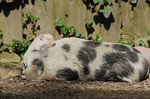 Goettingen minipig (Sus scrofa f. domestica), sow and piglet, North Rhine-Westphalia, Germany,
