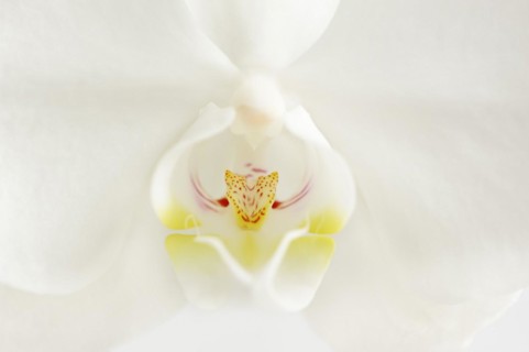 Butterfly orchid (Phalaenopsis), detail of the flower, houseplant, North Rhine-Westphalia, Germany,