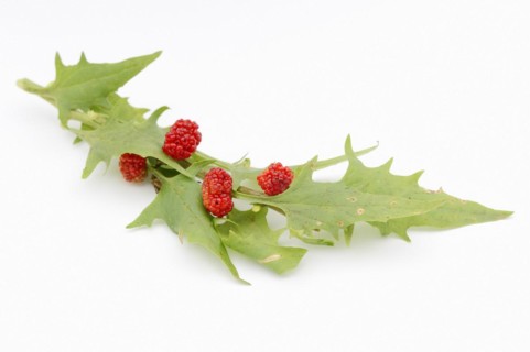 Strawberry spinach (Chenopodium foliosum, Blitum virgatum), leaves and fruits on a white