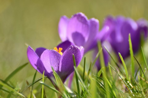 Purple crocuses on the edge of the Hunsrueck-Hochwald National Park, Rhineland-Palatinate, Germany,