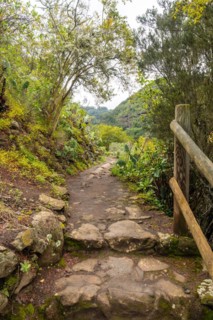 A path through a forest with a wooden fence on the right side. The path is made of rocks and has a