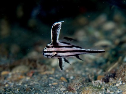 Juvenile spotted drum (Equetus punctatus), dive site Blue Heron Bridge, Phil Foster Park, Riviera
