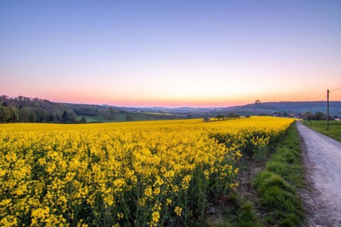 Landscape at sunrise. Beautiful morning landscape with fresh yellow rape fields in spring. Small