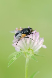 Cattle fly or noonday fly (Mesembrina meridiana) on red clover (Trifolium pratense), North