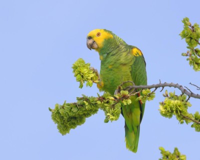 Yellow-headed Amazon (Amazona oratrix belizensis), feeding, Stuttgart, Baden-Wuerttemberg, Germany,
