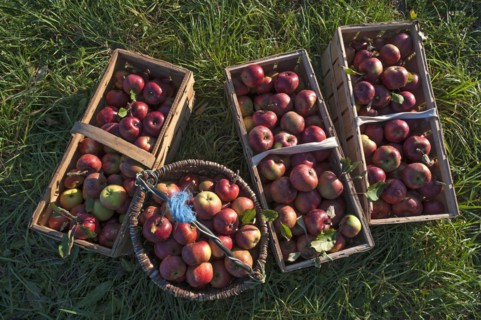 Freshly picked apples in baskets of the Winterrambur variety (Malus domestica) in the grass, Middle