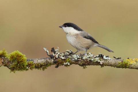 Willow Tit (Parus montanus) sitting on a branch overgrown with moss and lichen, Wilnsdorf, North