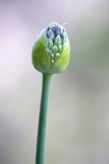 Ornamental leek (Alium), spring, Germany, Europe