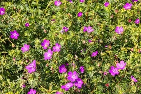 Bloody cranesbill (Geranium sanguineum) wildflowers in bloom on a sunny summer meadow
