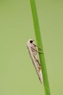 Collita griseola (Eilema griseola), North Rhine-Westphalia, Germany, Europe