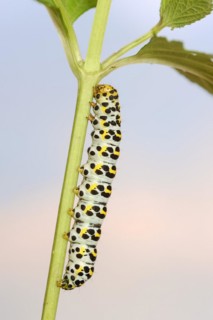 Brown-root monk (Shargacucullia scrophulariae), caterpillar, North Rhine-Westphalia, Germany,