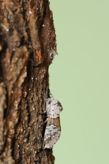 Sallow kitten moth (Furcula furcula), freshly hatched butterfly and cocoon, North Rhine-Westphalia,