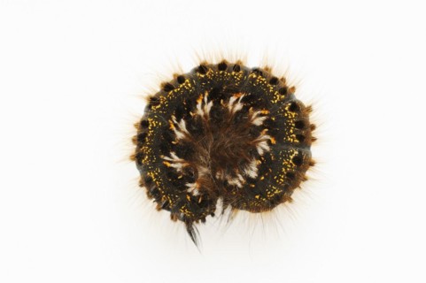 Grass caterpillar (Euthrix potatoria), caterpillar on white hind, North Rhine-Westphalia, Germany,