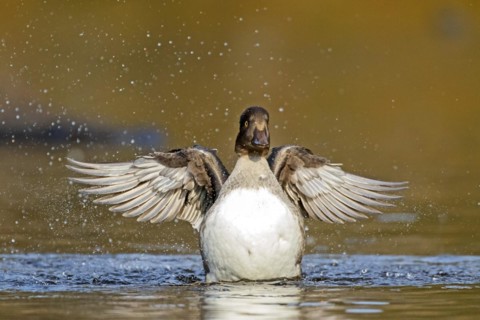 Goldeneye (bucephala clangula), female flapping wings, Gaspesie conservation park, province of