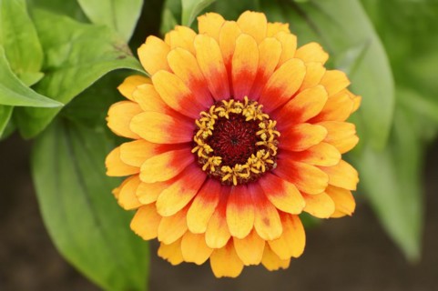 Zinnia 'Sombrero' (Zinnia elegans, Zinnia violacea), flower, ornamental plant, North