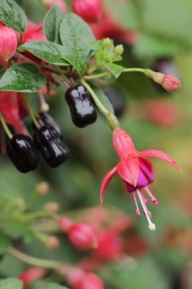 Fuchsia (Fuchsia hybride), flower, ornamental plant, North Rhine-Westphalia, Germany, Europe