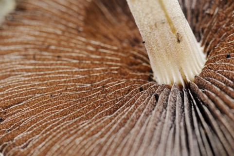 Lacrymaria lacrymabunda (Lacrymaria lacrymabunda, Psathyrella lacrymabunda), lamellae, North