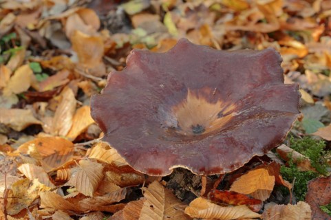 Chestnut-brown stem porling or black-red porling (Picipes badius, Polyporus badius), autumn, North